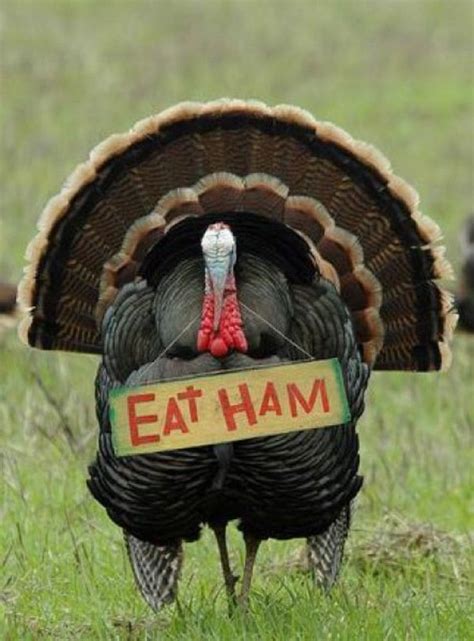 Find images of happy thanksgiving. 25 Super funny Thanksgiving memes that will make you smile
