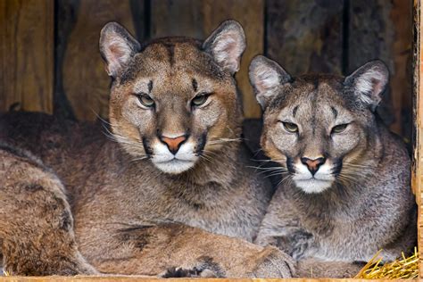 Jeden tag werden neue jobs in schönwalde, brandenburg, deutschland hinzugefügt. Two pumas together | A nice picture of the pumas together (l… | Flickr