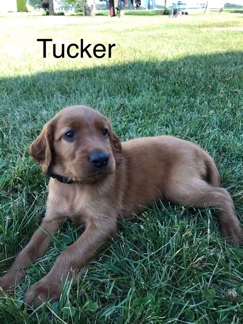 They will gladly accept friendly pats and attention from strangers, but they don't tend to actively seek it out as they would rather be near their humans and get attention from them. Pin on Puppies for Sale