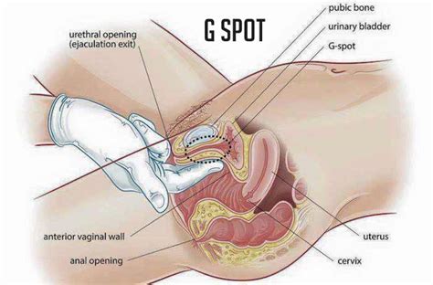 What does clitoral stimulation mean? Gynicoplasty • Vaginal rejuvenation • Dr. Hussein Hashim