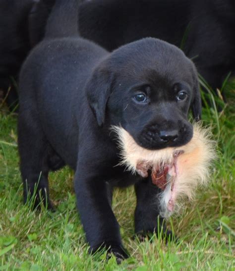 Læs nyheder fra presse her Hvalpe - Formel 1 Labrador, jagt og familiehunde fra ...