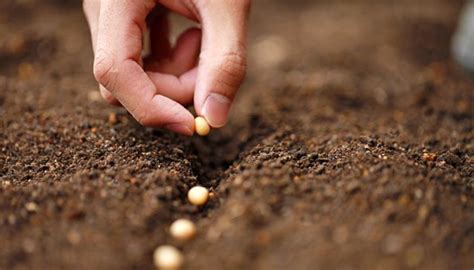 Darüber hinaus sind vorgezogene jungpflanzen schon robust und haben so einen vereinfachten start im gartenbeet. Säen im Garten