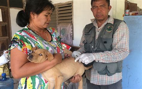 กระตุ้นวัคซีนพิษสุนัขบ้า , ไข้หัด และ โรคระบบทางเดินหายใจส่วนต้น ช่องปากและลิ้นอักเสบ. ในประเทศ - ปศุสัตว์ศีขรภูมิเร่งฉีดวัคซีนหมาแมว ป้องกันพิษ ...