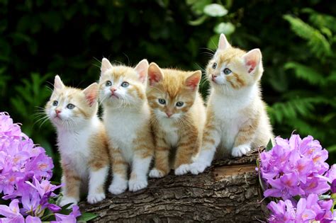 What is the use of a desktop. Cute Baby Cats Full Wallpapers HD / Desktop and Mobile ...