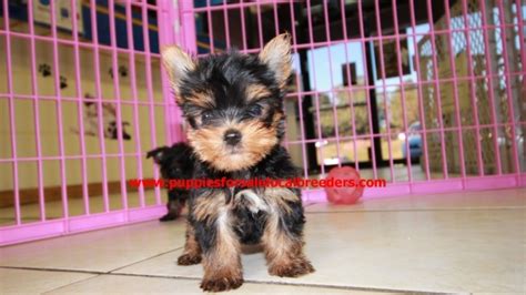 Yorkie puppies for sale in bentonville arkansas. Beautiful Teacup Yorkie Puppies For Sale, Georgia Local ...