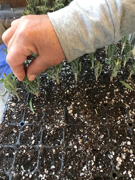 Propagating lavender isn't difficult, and it's a fun way to get more plants for your garden. How to propagate lavender from cuttings: a step-by-step ...