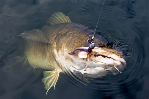 Jetzt ausprobieren mit ♥ chefkoch.de ♥. Dorsch-Fangquote 2018: Angler und Fischer müssen sich auf ...