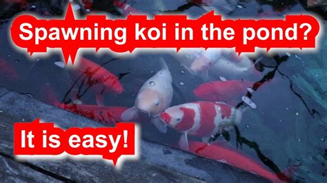 That is why commercial koi breeders use large deep pond for their koi. Spawning koi in a big pond that's easy!koi do not need to ...