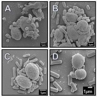 Microbes include bacteria, cyanobacteria, protozoa, some algae, fungi and viruses. (PDF) YEAST PROBIOTICS VARY IN THEIR POTENTIAL TO BIND TO ...