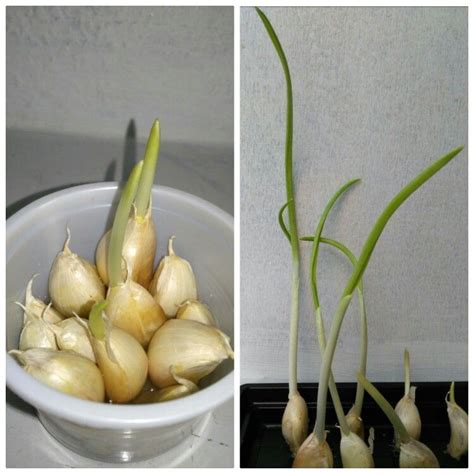 Proper storage ensures bulbs don't sprout until after they are. first pic : garlic cloves sprouting after a week second ...