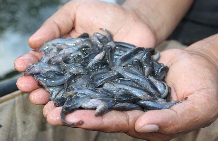 Cara menebar benih ikan lele. Cara Ternakan Ikan Keli Untung Besar