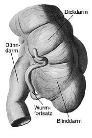 Der name des blinddarms kommt. Wozu ist der Blinddarm gut - oder kann er einfach weg ...
