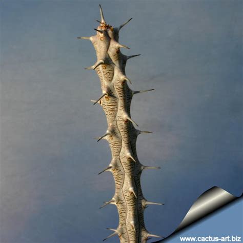 The spines are actually modified leaves. Alluaudia procera