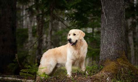 Ce vidéo fait parti intégrante d'un travail plus détaillé sur la maladie de lyme chez le chien. La maladie de Lyme chez le chien | FRONTLINE