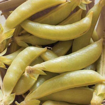 Green thumb gardener occasionally links to product and/or services offered by vendors to assist you with all your gardening needs. Yellow Sugar Snap Peas - SSO Produce