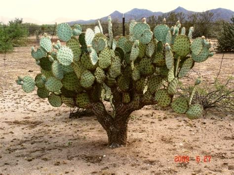 How to grow a moon cactus. Opuntia chlorotica: large western prickly pear cactus