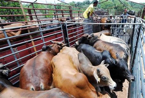 Ditanya mengapa baru membuat laporan itu meskipun perkara itu sudah berlaku. Harga Lembu Korban 2018 - Assalamualaikum Semua Executive ...