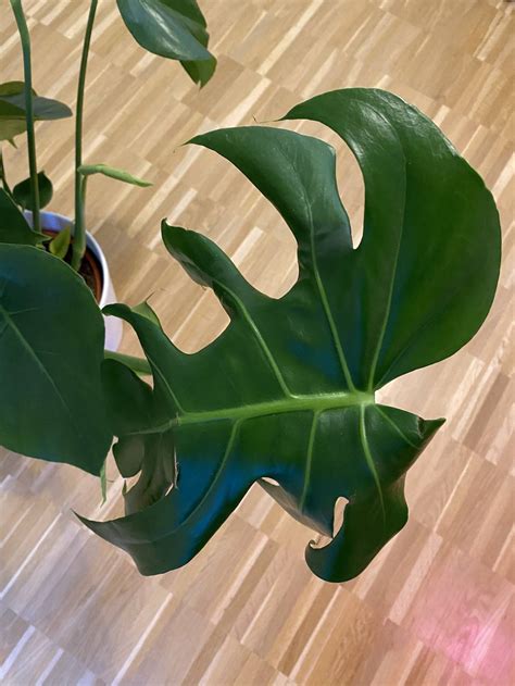Your monstera prefers soil that is consistently moist. houseplants - Monstera brown spot in leaves - Gardening ...
