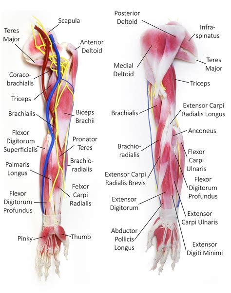 Muscle diagram, most important muscles of an athletic black man, anterior and posterior view, male body. Muscles Of The Arm Diagram | Human body anatomy, Arm muscles