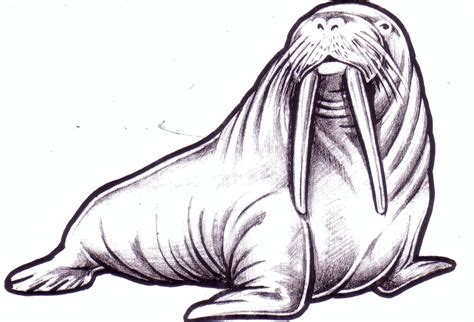 Dandy walrus electric tattoo in locust, reviews by real people. Free Printable Walrus Illustration | Cartoon sea animals ...
