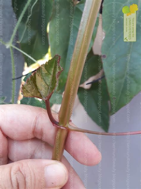 Ini dia dokter ahli patah tulang. Healthy Nurul Beauty: Pokok buasir or pokok tulang (Cissus ...