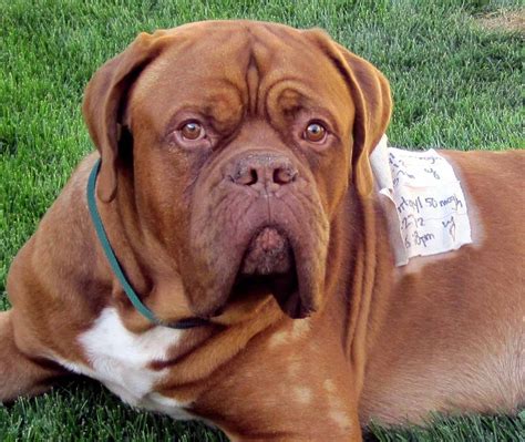 Maybe you would like to learn more about one of these? Learn More About Scottsdale Veterinary Specialty and ...