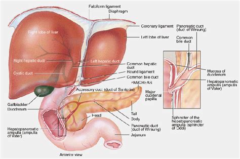 The cat liver fluke is a hepatic fluke, which means it affects the bile duct, small intestines, pancreatic duct and liver. Liver and Ligaments of liver