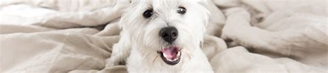 The centurion® lounge offers the following services and amenities at no additional cost once you enter the lounge. Pet Boarding | Anderson Township Family Pet Center