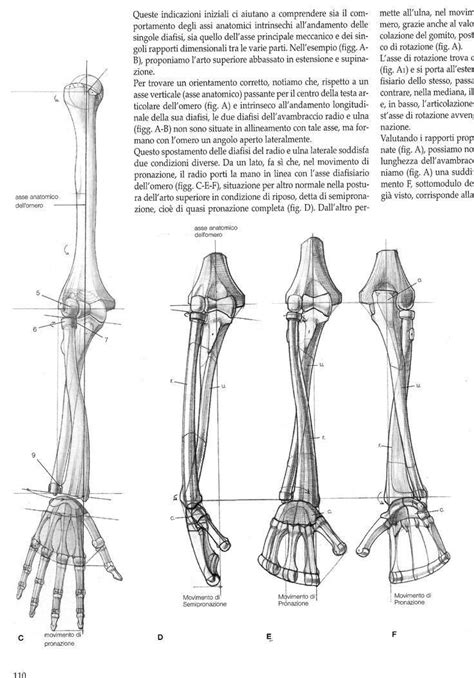 The spine is the backbone of the human skeleton. Pin by Squid Squishy Squid on Anatomy | Anatomy bones ...