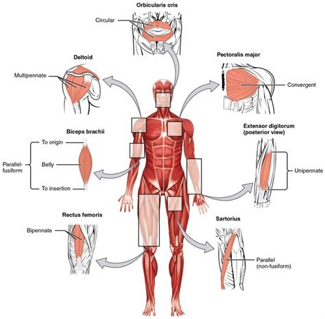 Muscles that move the head anterior. What are the muscles on the side of your torso? | Rx Harun