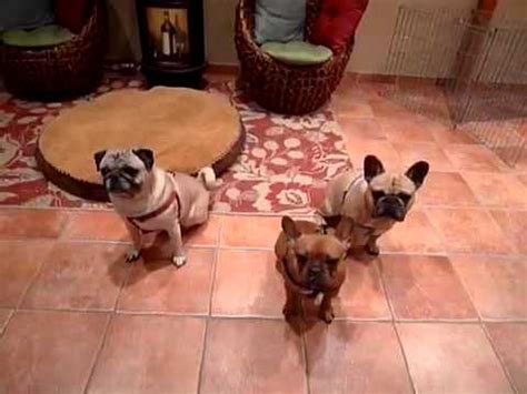 Best ways to train french bulldogs you can train your french bulldog puppy in 6 easy but essential steps: French Bulldogs and Pug breakfast time. - YouTube