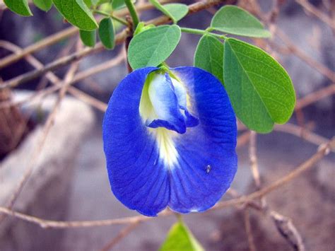 This soft flower is used in floral arrangements. Aparajita Flower | Flowers names and pictures, Blue flower ...