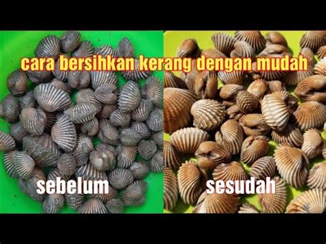 Karena karang gigi sangat berbahaya, maka harus dibersihkan dan dihilangkan. BEGINI Cara bersihkan kerang DARA dengan cepat dan mudah ...