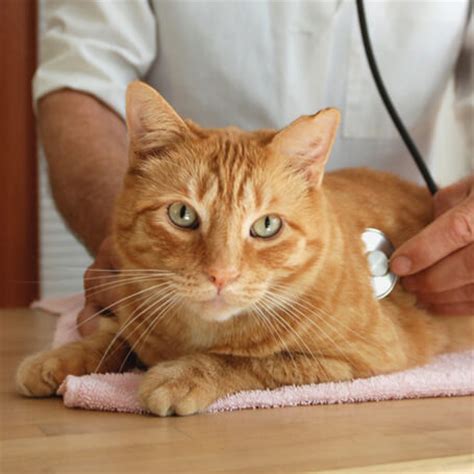 At the clinic our state licensed veterinarians and professional staff will ask you a few questions about your pet's lifestyle. Vet Near Me 32763 - Volusia Woods Animal Clinic - Orange ...