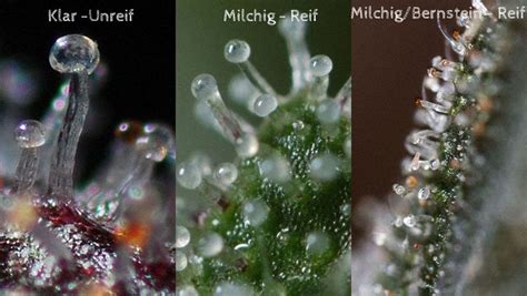 Der samen vom nutzhanf, cannabis sativa, stellt die basis der hanföl herstellung dar. Trichome - Cannabis & Hanf Anbau Growguide