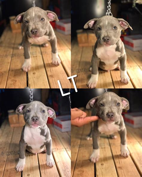 Airports such as atl, sav, ags, csg, vld, and bqk in ga have cargo puppy shipping at your expense. American Bully Puppies For Sale | Oxnard, CA #251167