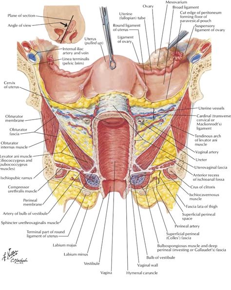 The organs in the female reproductive system are divided into external organs and internal organs. Uterus - HERS Foundation