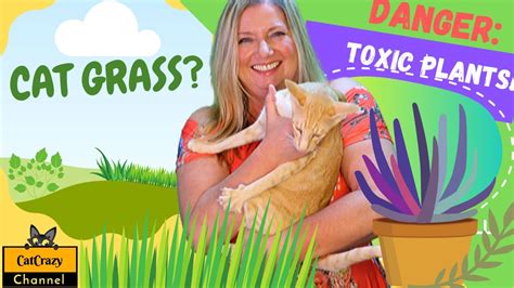 If your kitty is snacking on grass, she could be suffering from tummy troubles, but can cats eat grass when they're feeling just fine? 😻 Cat Crazy: Why do cats eat grass and which plants are non-toxic? - YouTube