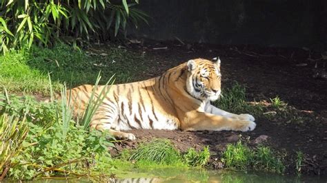 48 in doubles in january 2019. Tiger lying on ground in Zoo, germany, Hamburg free image