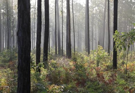 We did not find results for: Suwannee River State Park | Florida State Parks