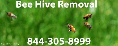 We did not find results for: Bee Hive Removal | Bee Removal | Bee Control | Pest Control