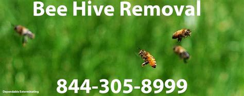 We did not find results for: Bee Hive Removal | Bee Removal | Bee Control | Pest Control