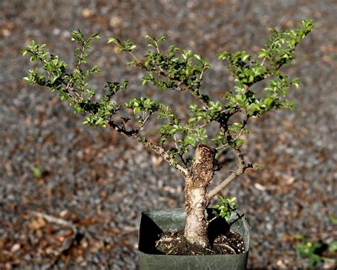 Some bonsai trees may drying and falling of leaves that have turned into yellow. Chinese Elm Bonsai Tree Care: A Simple Step by Step Guide