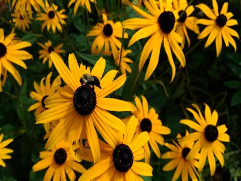 #black eyed susan #coneflower #wildflowers #flowers #mine #nature photography #cottagecore #naturecore #meadowcore #gardencore #farmcore. Rudbeckia (Black Eyed Susan) | Schwartz's Greenhouse