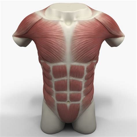 For more videos visit seewhayanatomy.com or follow us on twitter @seewhyanatomy. torso muscles 3ds