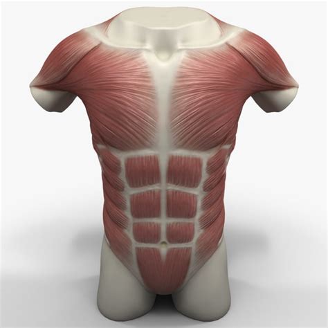 Microscopic anatomy of skeletal muscle. torso muscles 3ds