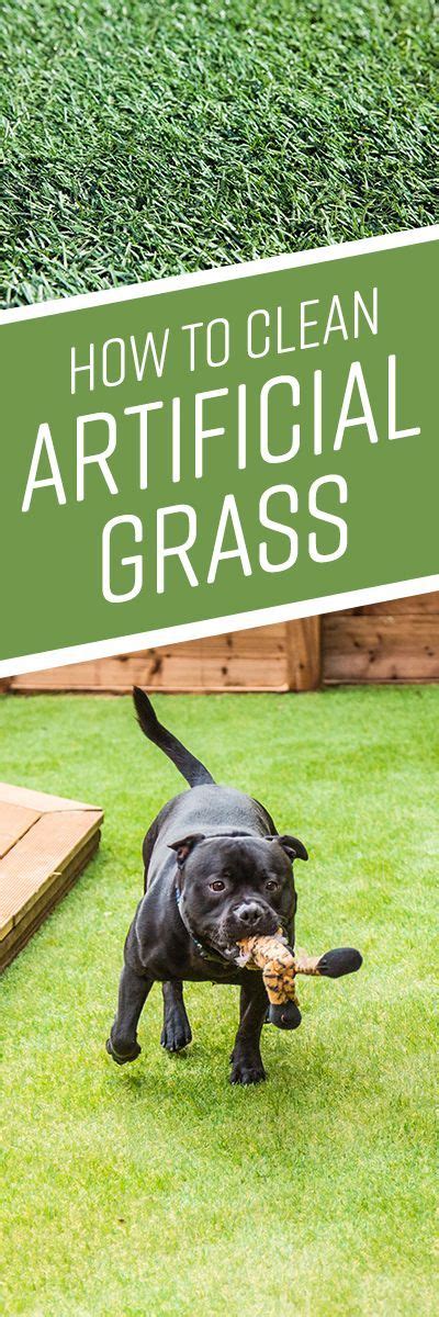 Maybe you would like to learn more about one of these? How to Clean Artificial Grass (Dog Urine) | Dog urine