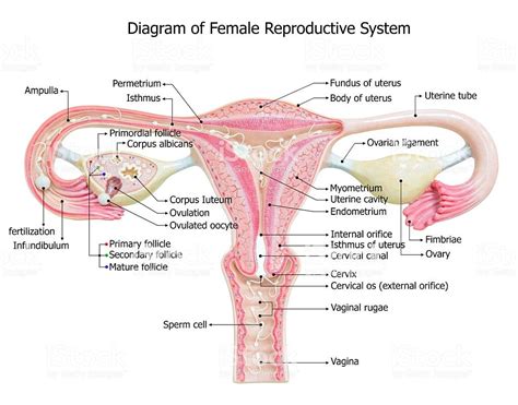 The 12 diagrams in the figures below show 11 human organ systems, including separate diagrams for the male and female reproductive systems. Female reproductive system, image diagram | Reproductive ...