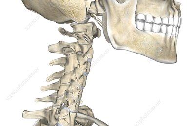 It lies at the base of the mandible (approximately c3), where it acts as a site of attachment for the anterior neck muscles. The bones of the neck - Stock Image - C008/1833 - Science ...