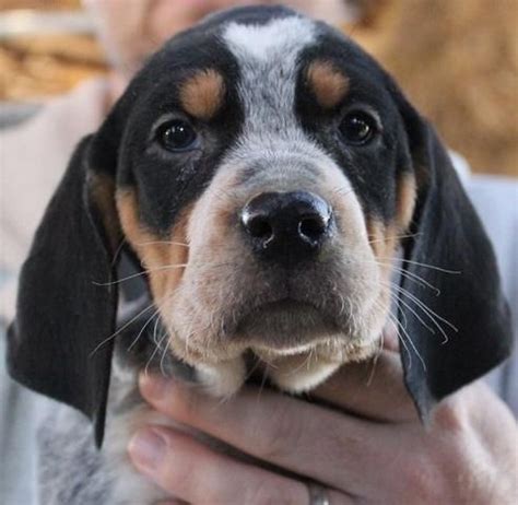 This is the price you can expect to budget for a bluetick coonhound with papers but without breeding rights nor show quality. Bluetick Coonhound Puppies For Sale | Dallas, TX #122572